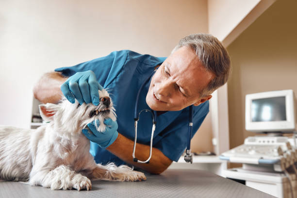 Emergency Dental Filling Replacement in VA